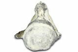 Fossil Whale Caudal Vertebra - Yorktown Formation #362065-3